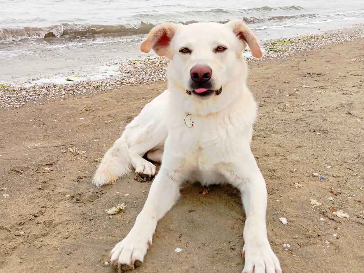 Vuoi adottare un cane a Barletta?