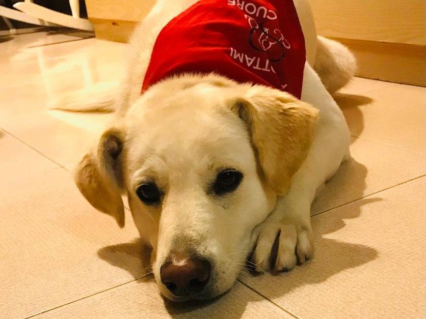 Adotta il cane Orio a Barletta