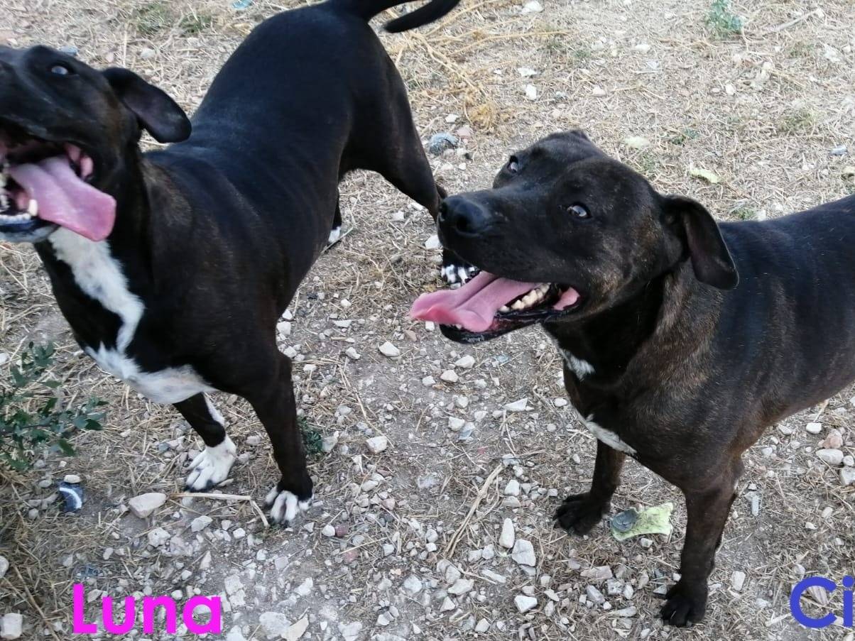 Adotta un cane, taglia media, femmina, Barletta