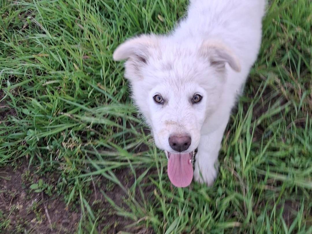Adozione cane, femmina, Razza sconosciuta Razza sconosciuta, 3 mesi, taglia media, Crotone
