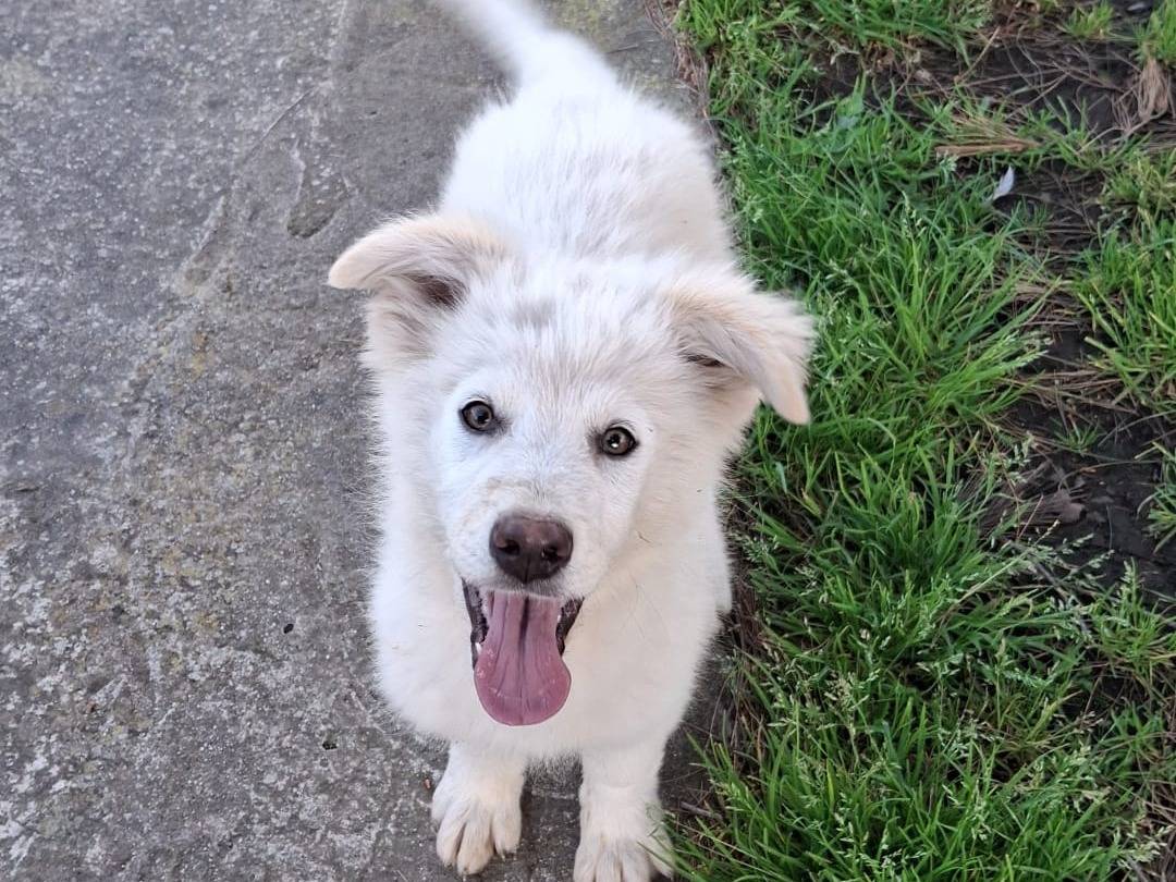 Adotta un cane, femmina, 3 mesi, Crotone