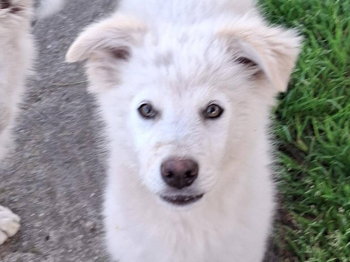 Adotta un cane, taglia media, femmina, Crotone