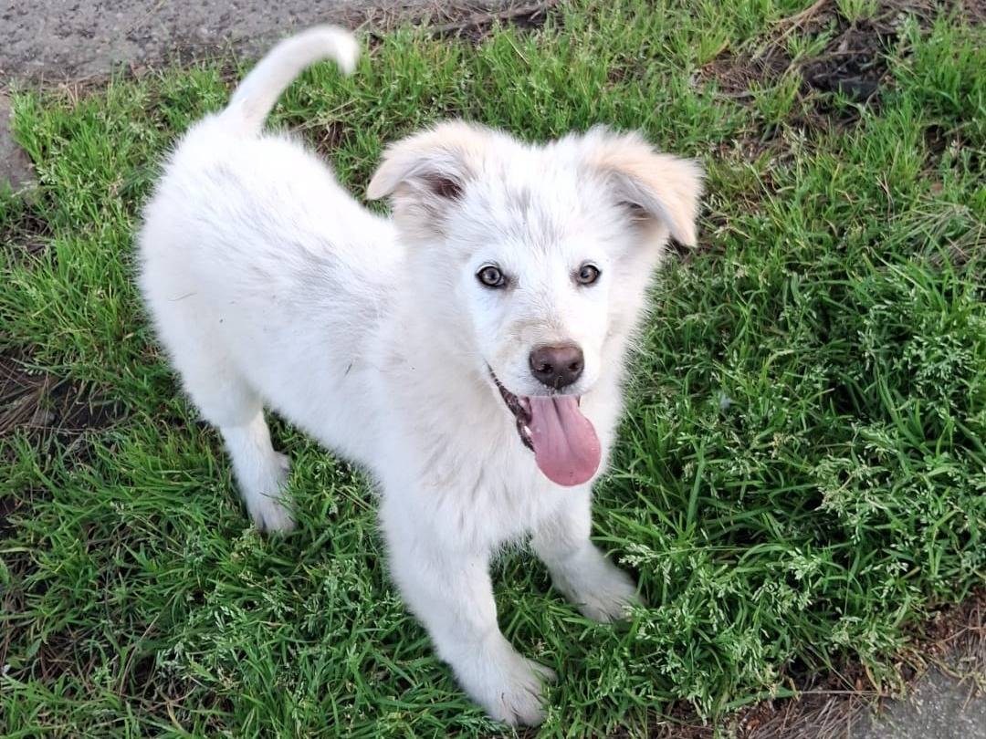 Vuoi adottare un cane a Crotone?