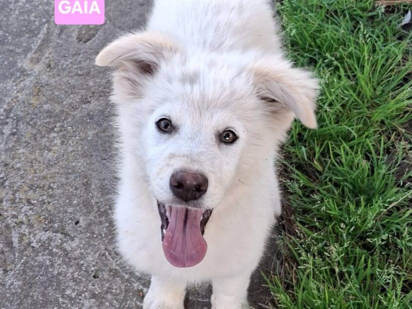 Adotta il cane Gaia a Crotone