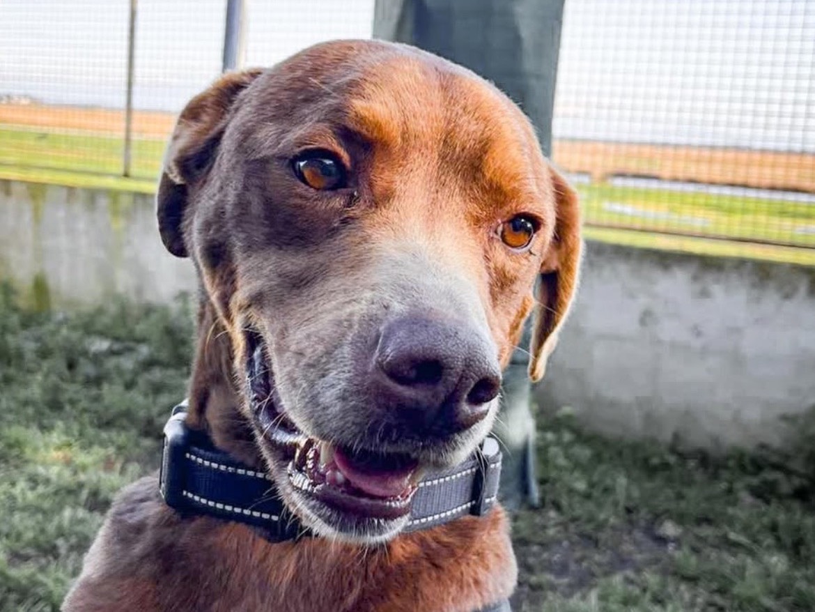 Adozione cane, maschio, Pitbull Razza sconosciuta, 6 anni e 7 mesi, taglia grande, Caserta