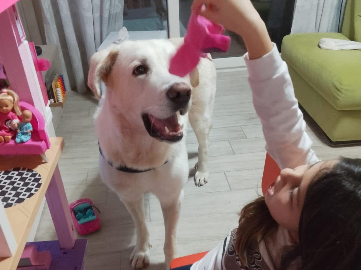 Adotta un cane, maschio, 2 anni e 3 mesi, Crotone