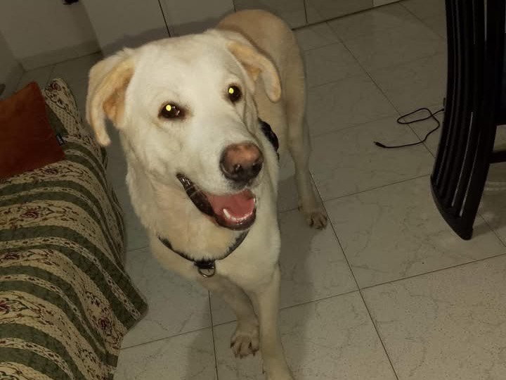 Adotta un cane, taglia gigante, maschio, Crotone