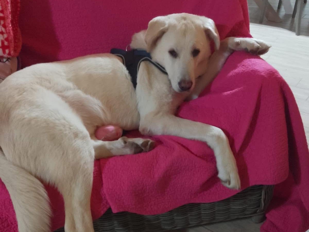 Vuoi adottare un cane a Crotone?