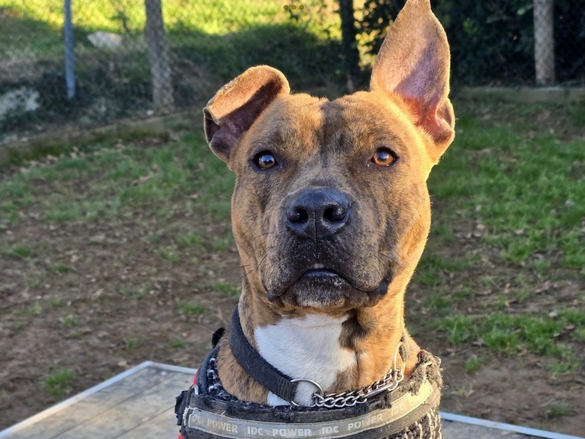 Adozione cane, femmina, Pitbull Razza sconosciuta, 2 anni e 3 mesi, taglia media, Genova