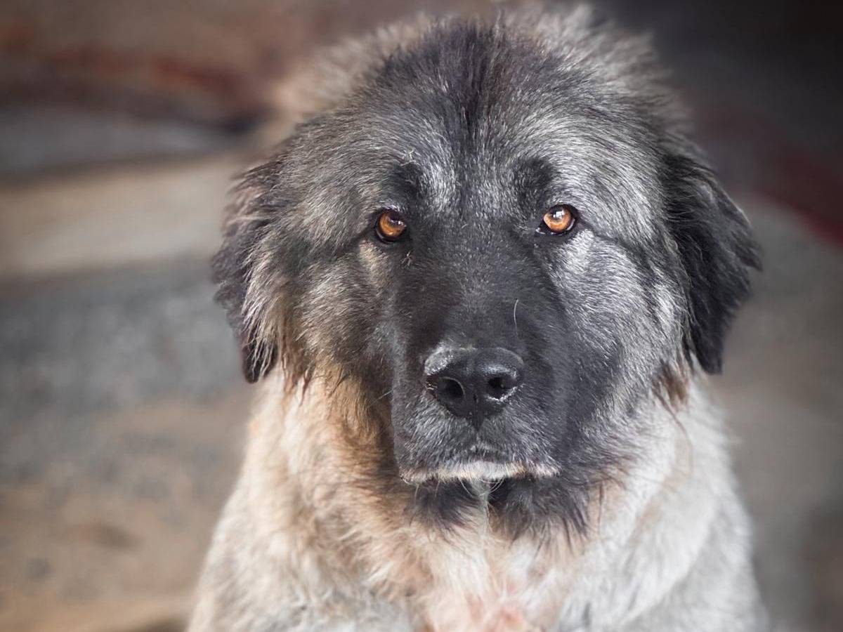 Adozione cane, femmina, Razza sconosciuta Razza sconosciuta, 1 anno e 6 mesi, taglia gigante, Crotone