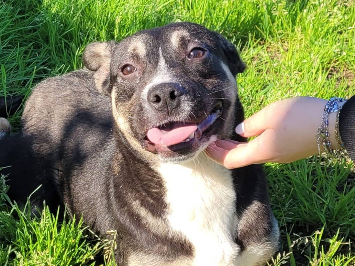 Adozione cane, femmina, Razza sconosciuta Razza sconosciuta, 8 mesi, taglia media, Latina