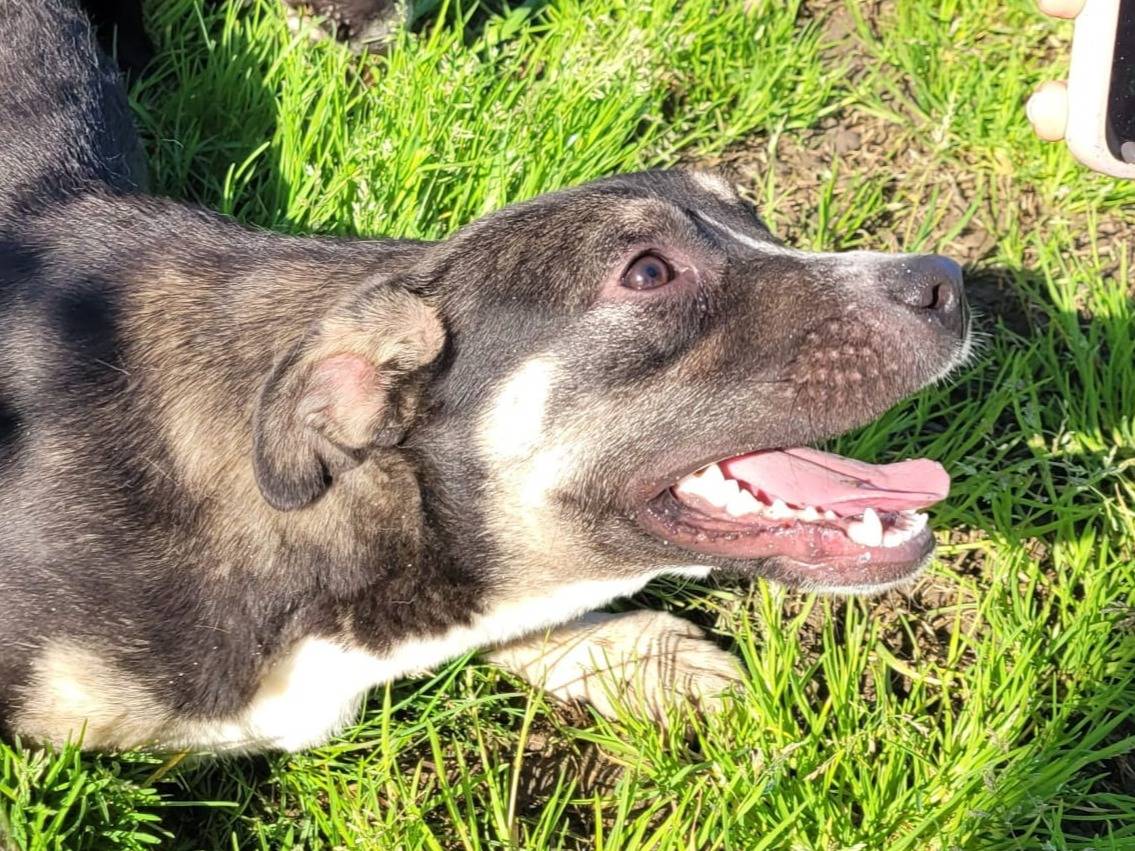 Adotta un cane, femmina, 8 mesi, Latina