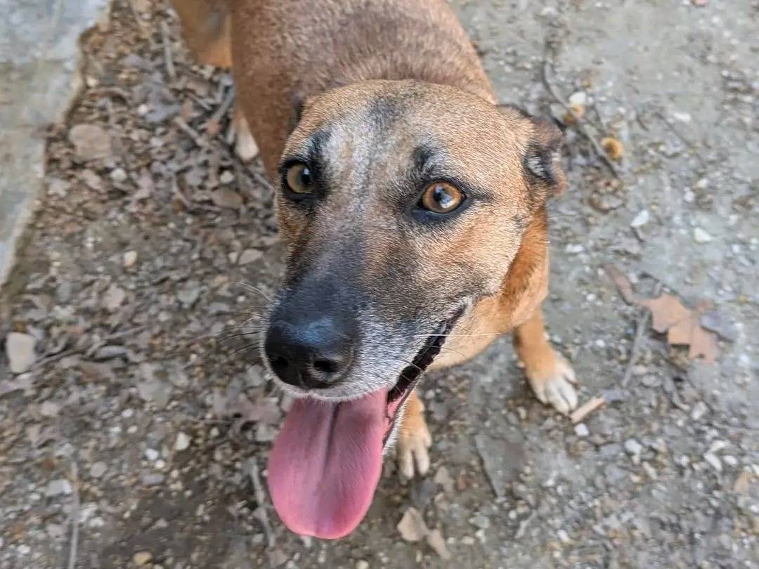 Adozione cane, femmina, Razza sconosciuta Razza sconosciuta, 6 anni, taglia media contenuta, Cremona