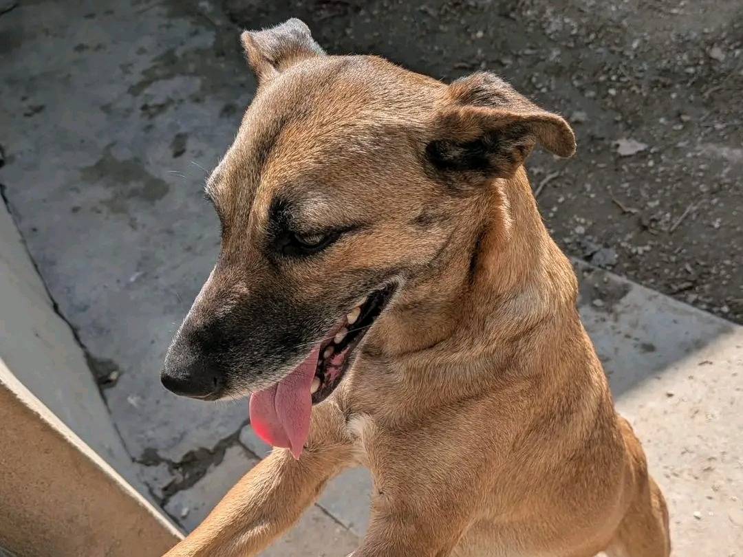 Adotta un cane, femmina, 6 anni, Cremona