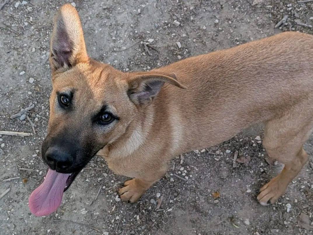 Adozione cane, maschio, Razza sconosciuta Razza sconosciuta, 3 mesi, taglia media contenuta, Cremona