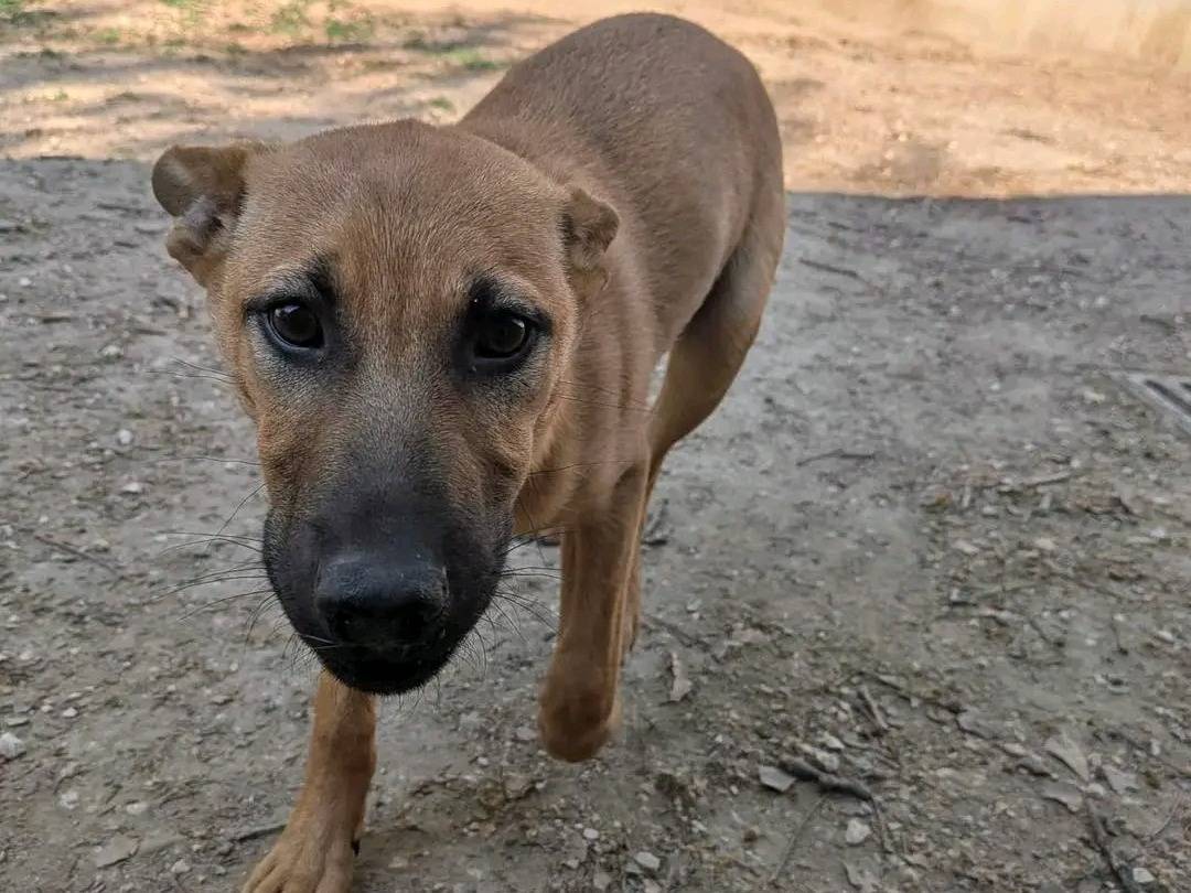 Adotta un cane, maschio, 3 mesi, Cremona