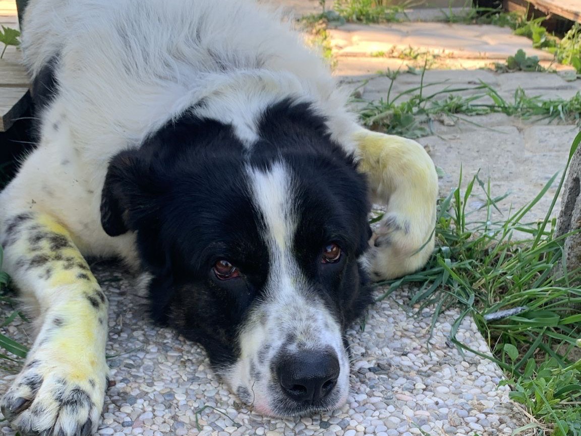 Adozione cane, maschio, Pastore maremmano Razza sconosciuta, 1 anno e 11 mesi, taglia gigante, Firenze