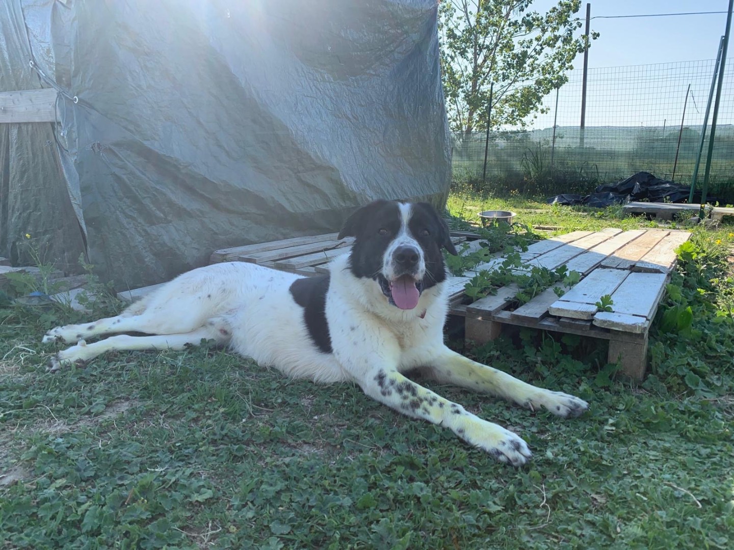Adotta un cane, maschio, 1 anno e 11 mesi, Firenze