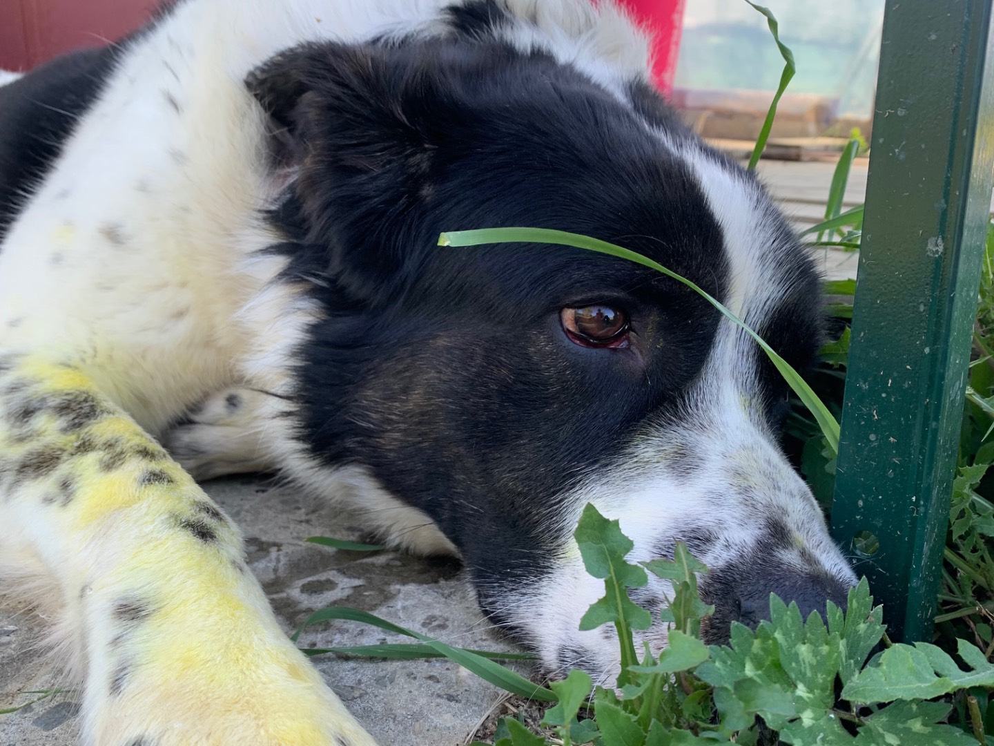 Adotta un cane, taglia gigante, maschio, Firenze