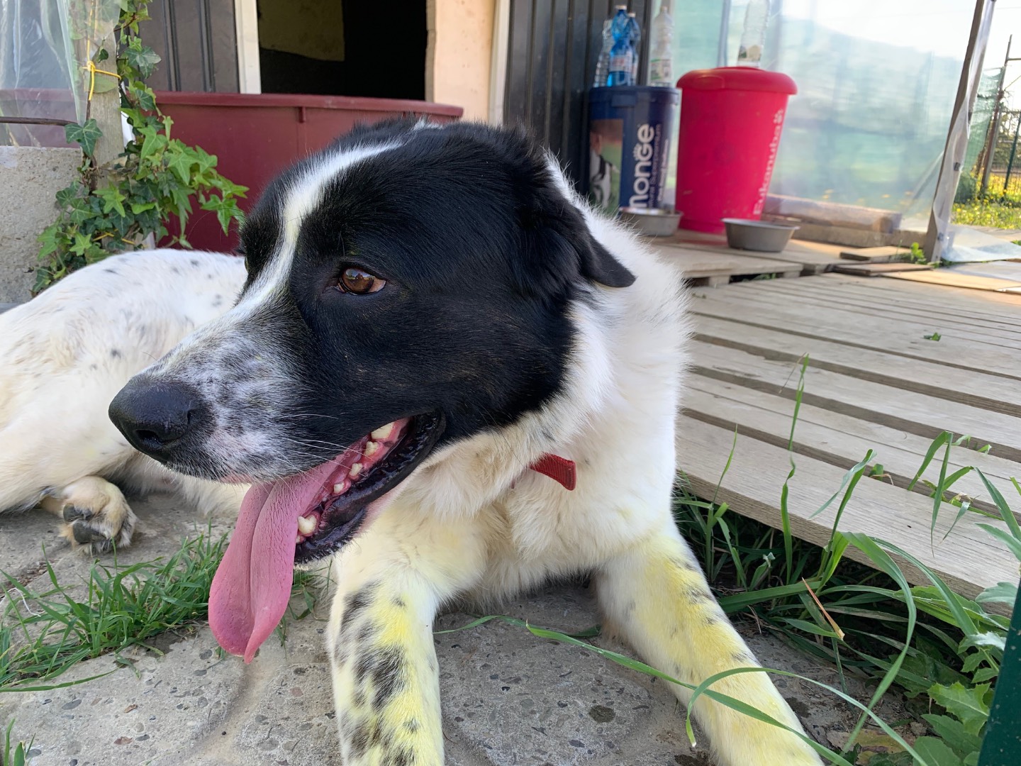 Adotta il cane Tommy a Firenze
