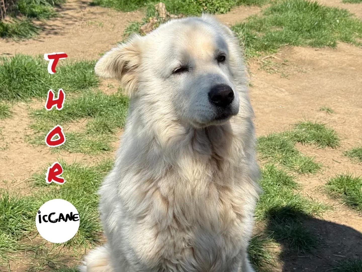 Adozione cane, maschio, Razza sconosciuta Razza sconosciuta, 6 anni e 10 mesi, taglia gigante, Viterbo