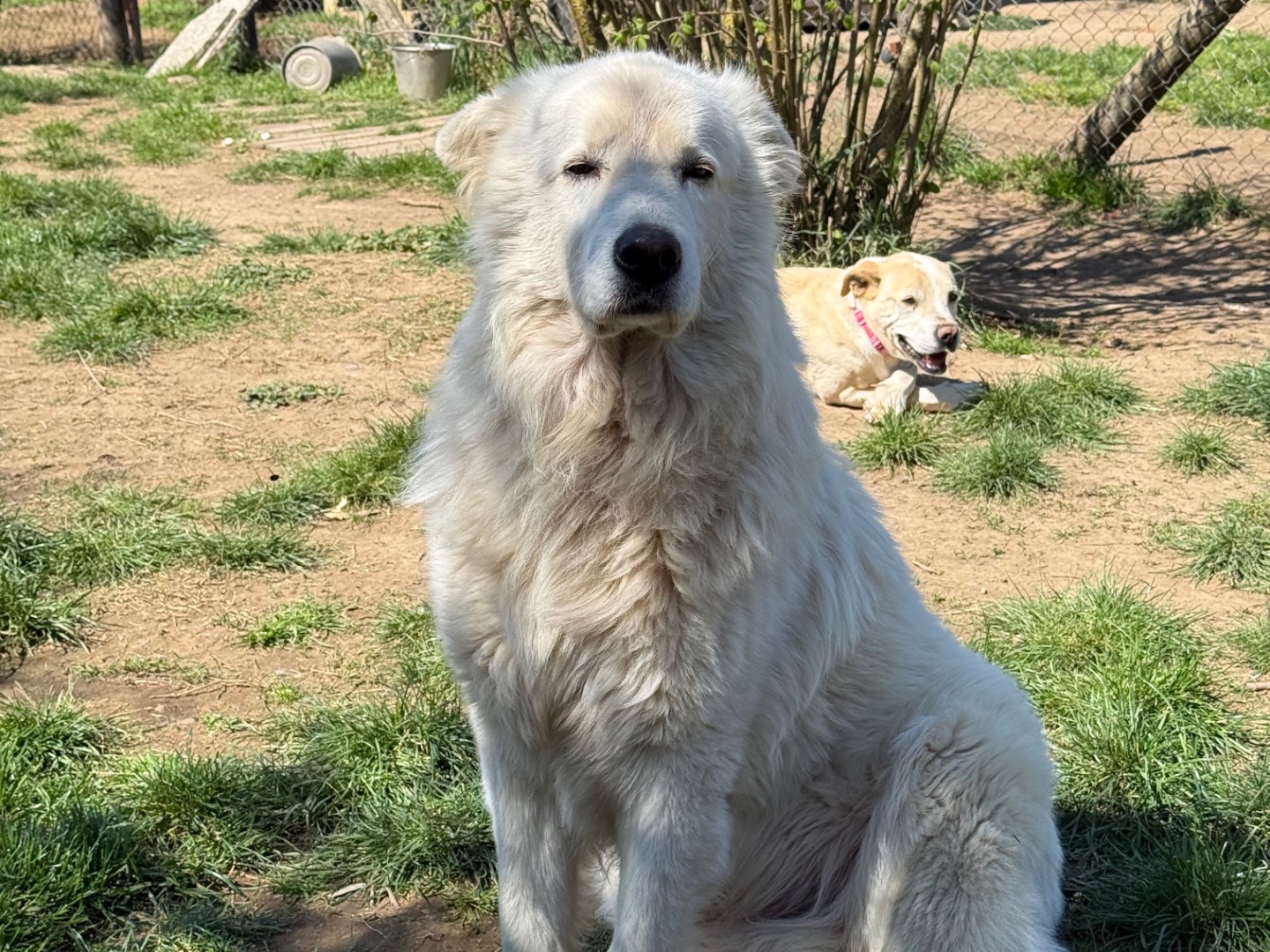 Adotta un cane, maschio, 6 anni e 10 mesi, Viterbo
