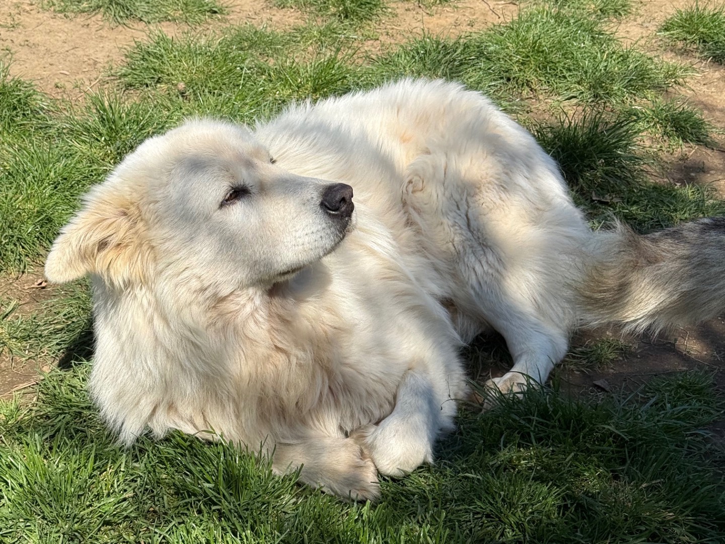 Vuoi adottare un cane a Viterbo?