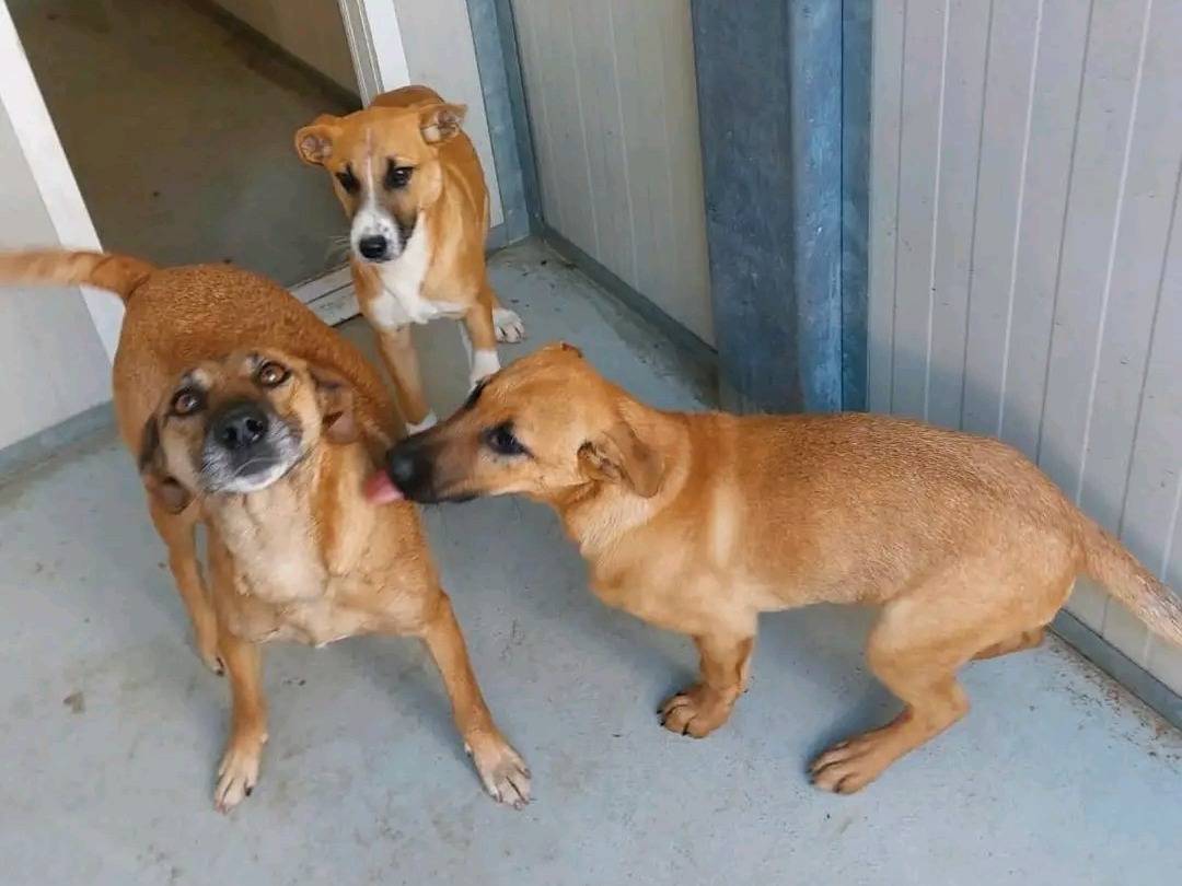 Adotta un cane, taglia media contenuta, maschio, Cremona