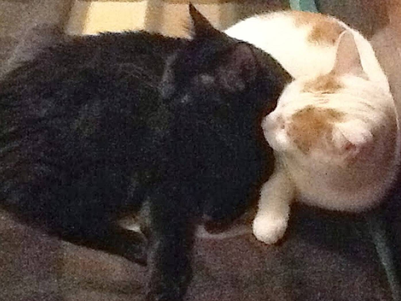 Adozione gatto, maschio, Razza sconosciuta Razza sconosciuta, 15 anni e 1 mese, taglia non valida, Torino