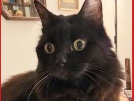 Adotta un gatto, maschio, 15 anni e 1 mese, Torino