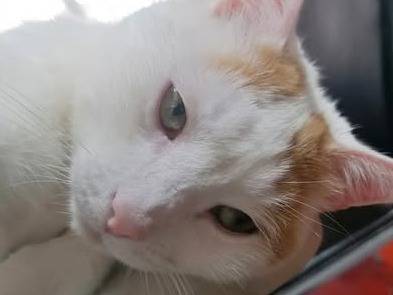 Adotta un gatto, taglia non valida, maschio, Torino