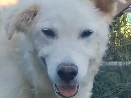 Adotta un cane, maschio, 1 anno e 2 mesi, Bologna