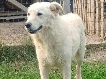 Vuoi adottare un cane a Bologna?