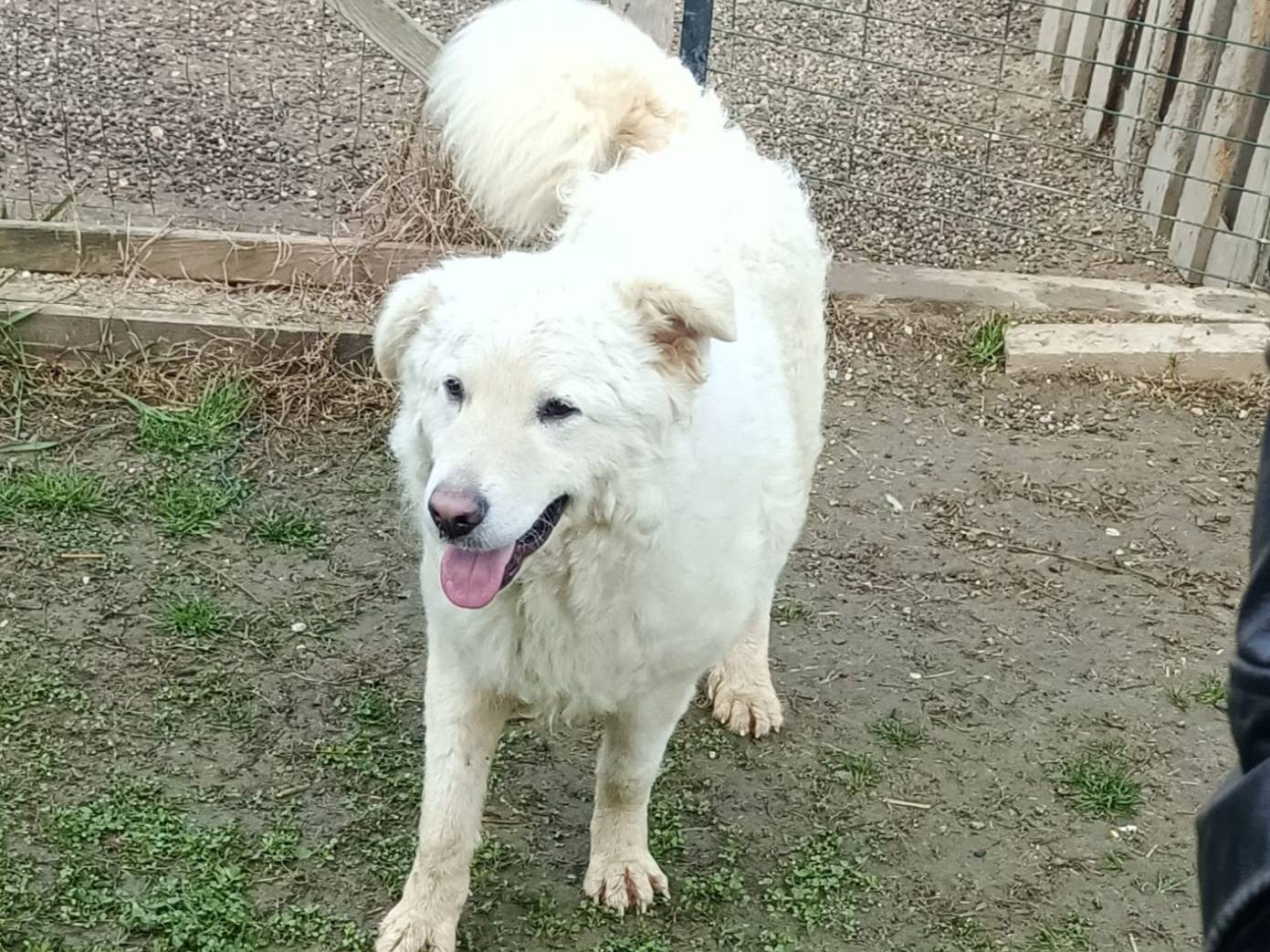 Adotta il cane LELLO a Bologna