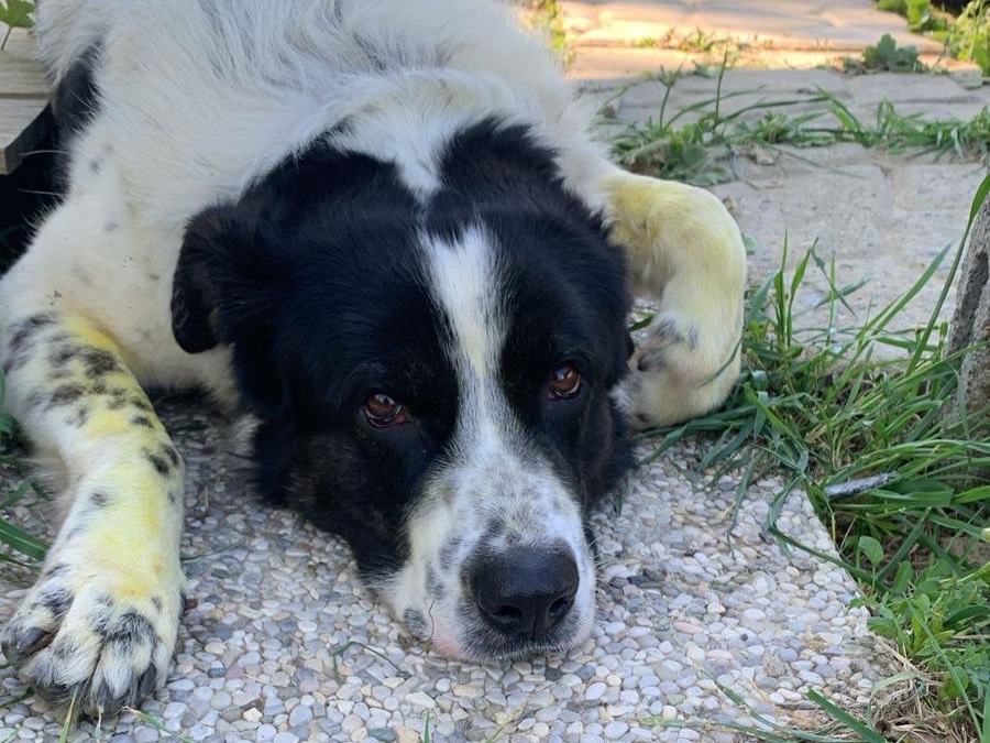 Adozione cane, maschio, Razza sconosciuta Razza sconosciuta, 2 anni e 11 mesi, taglia gigante, Firenze