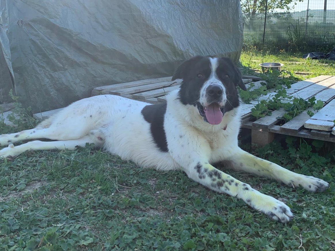 Adotta un cane, maschio, 2 anni e 11 mesi, Firenze