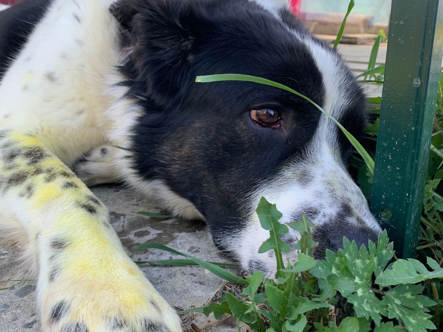 Adotta un cane, taglia gigante, maschio, Firenze
