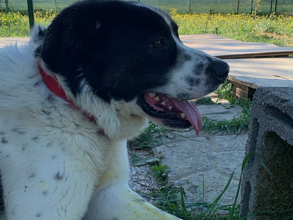 Adotta il cane Tommy a Firenze