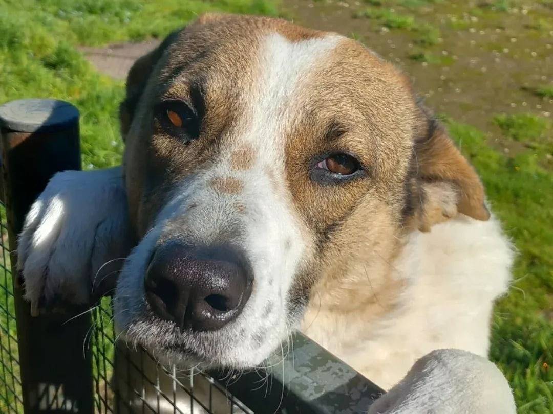 Adozione cane, femmina, Razza sconosciuta Razza sconosciuta, 3 anni e 3 mesi, taglia media, Caserta
