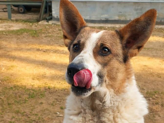 Adotta un cane, femmina, 3 anni e 3 mesi, Caserta