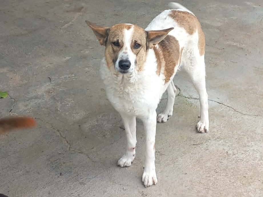 Adotta un cane, taglia media, femmina, Caserta