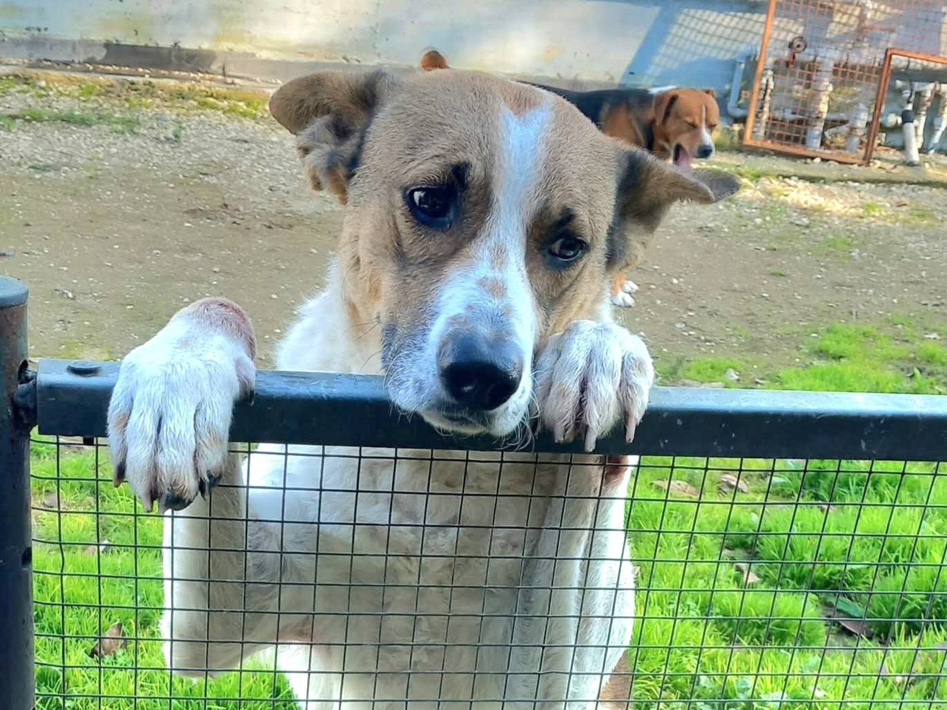 Vuoi adottare un cane a Caserta?