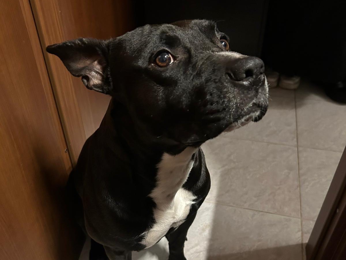 Adozione cane, maschio, Amstaff Razza sconosciuta, 3 anni, taglia grande, Milano