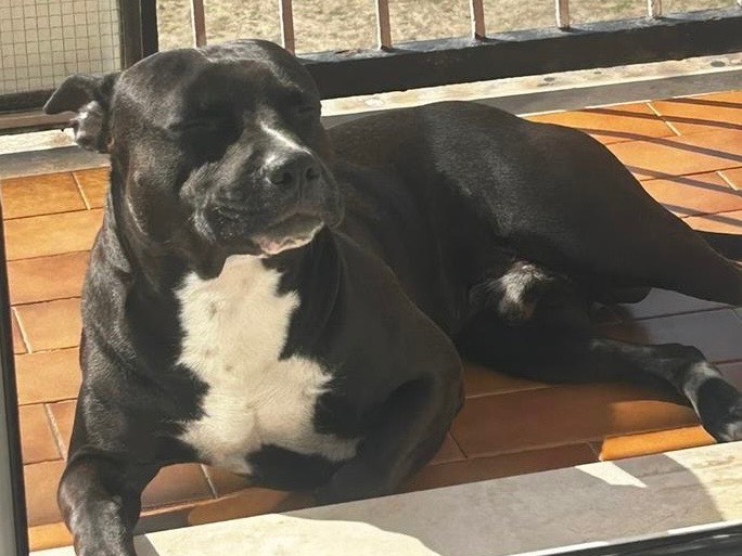 Adotta un cane, maschio, 3 anni, Milano