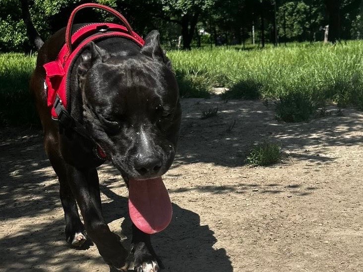 Adotta un cane, taglia grande, maschio, Milano