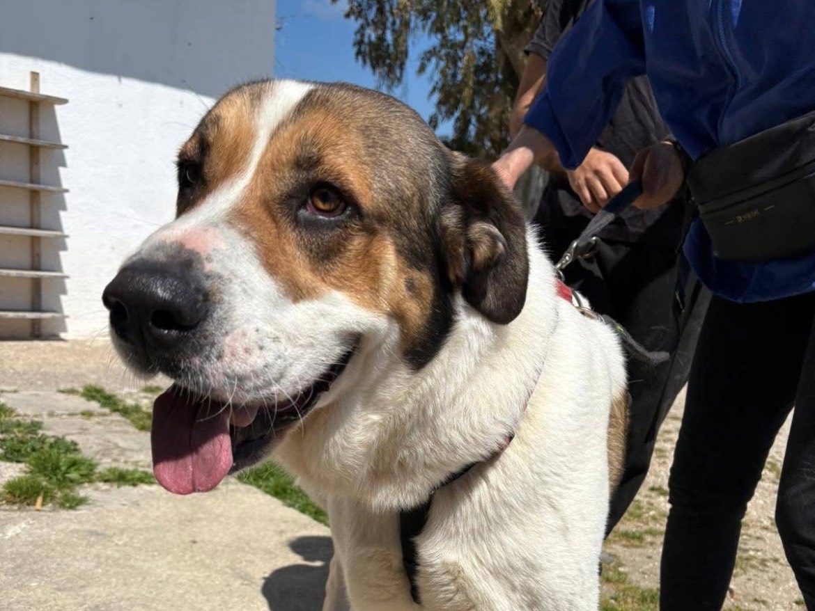 Adotta un cane, femmina, 3 anni e 2 mesi, Caserta