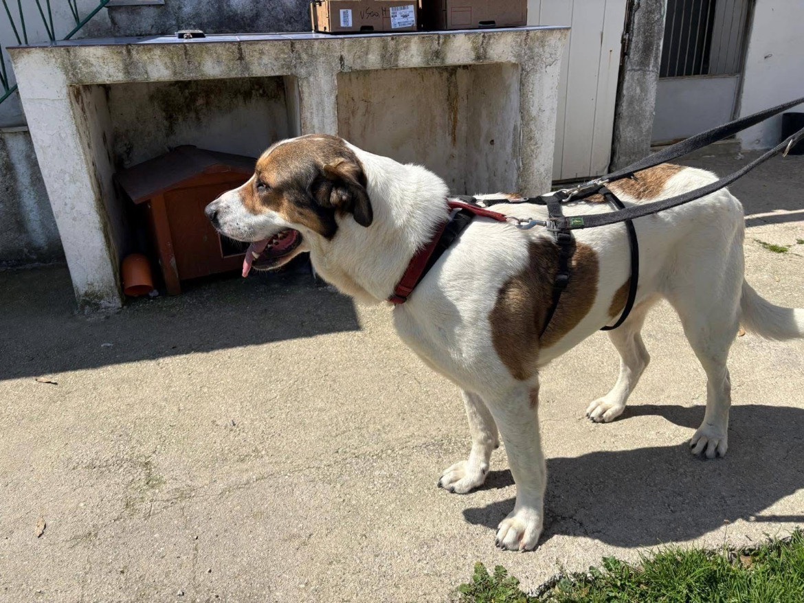 Adotta il cane THELMA a Caserta