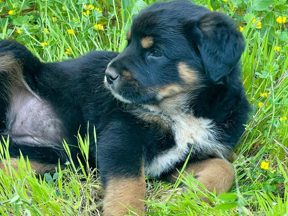 Adozione cane, femmina, Rottweiler Razza sconosciuta, 1 mesi, taglia media, Bergamo