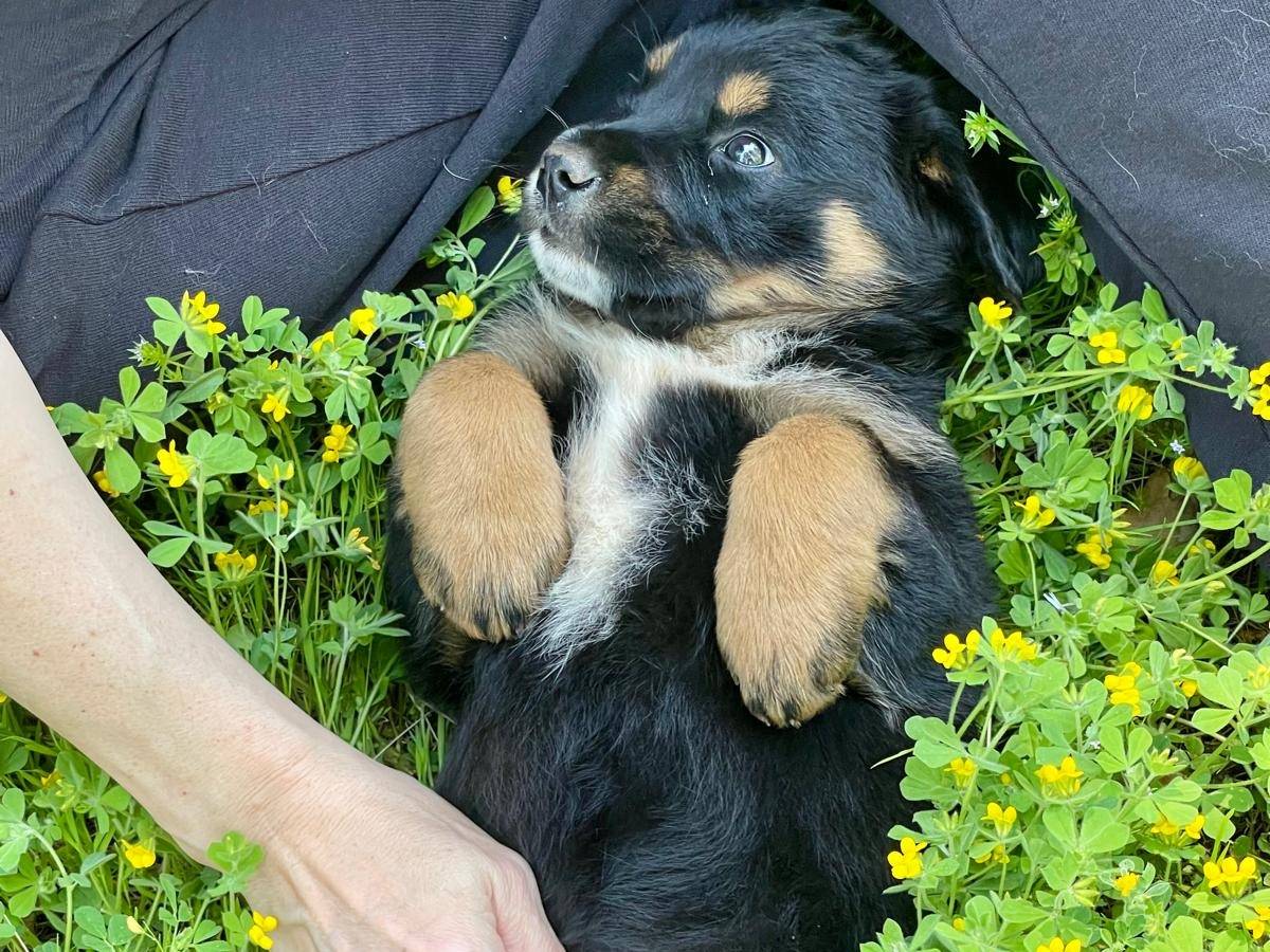 Adotta un cane, femmina, 1 mesi, Bergamo