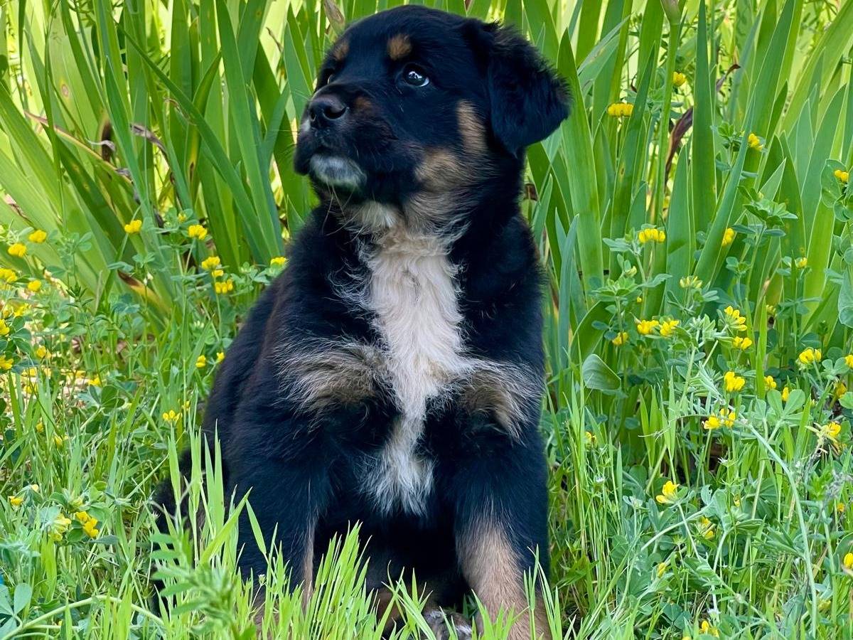 Adotta un cane, taglia media, femmina, Bergamo